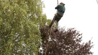 bomen rooien in Udenhout berkenboom afzagen, hoe verwijder ik een berkenboom uit een achtertuin hovenier 